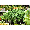 Piardino Kale (Brassica Oleracea Var. Sabelica) | BAUHAUS