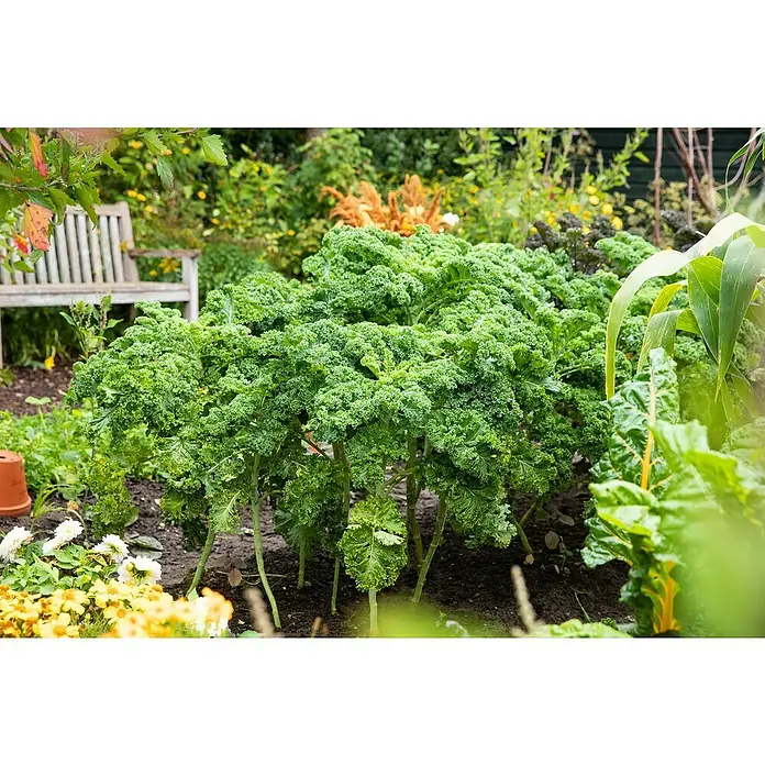 Piardino Kale - Brassica Oleracea Var. Sabelica - Una exuberante parcela de col rizada verde que crece en un entorno de jardín, rodeada de flores y un toque de encanto rural.