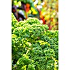 Piardino Kale (Brassica Oleracea Var. Sabelica) | BAUHAUS