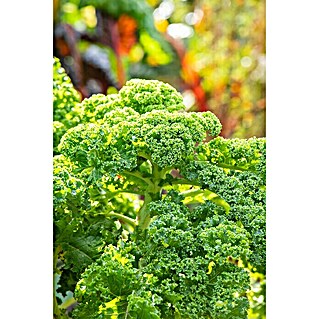 Piardino Kale (Brassica Oleracea Var. Sabelica)