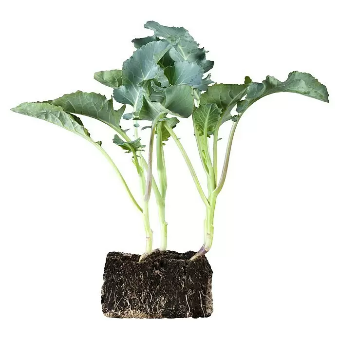 Piardino Brokkoli 6er Schale - Brassica oleracea italica, Erntezeit: Juli - Junge grüne Pflanzensetzlinge mit sichtbaren Wurzeln in einem kompakten Erdballen, bereit zum Umpflanzen.