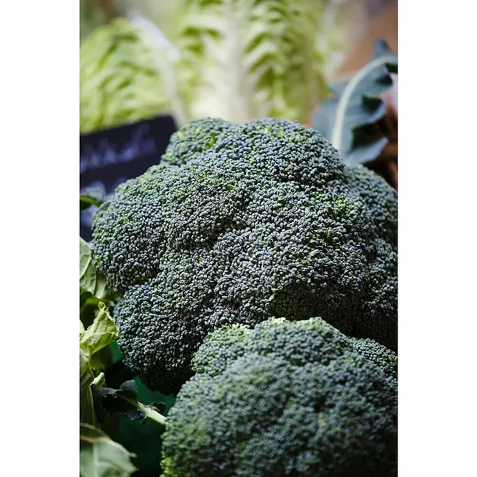 Piardino Brokkoli 6er Schale - Brassica oleracea italica, Erntezeit: Juli - Nahaufnahme von frischem, dunkelgrünem Brokkoli. Die Röschen sind dicht gepackt und bilden einen gesunden Kopf, ideal für eine ausgewogene Ernährung.