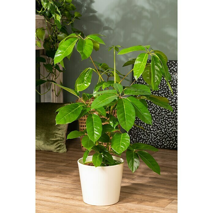 Schefflera 24 Amate 2 er Tuff