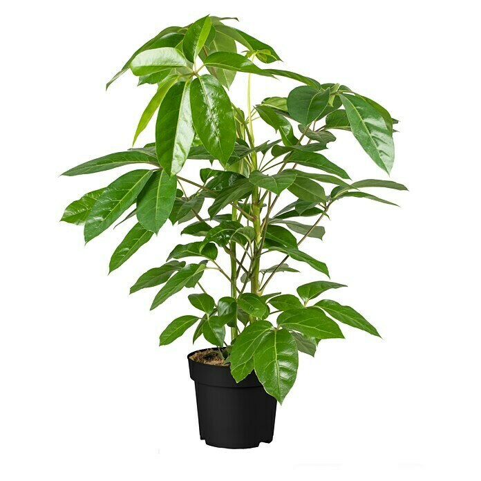 Schefflera 24 Amate 2 er Tuff