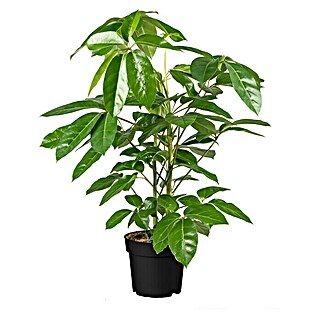 Piardino Strahlenaralie (Schefflera arboricola 'Amate', Topfgröße: 24 cm, Mittelgrün)