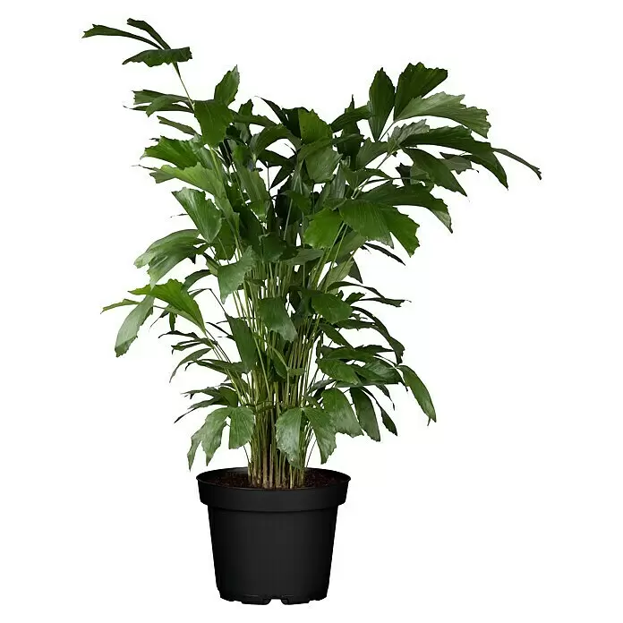 Piardino Fischschwanzpalme - Caryota mitis, Topfgröße: 32 cm