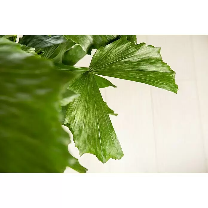 Piardino Fischschwanzpalme - Caryota mitis, Topfgröße: 32 cm