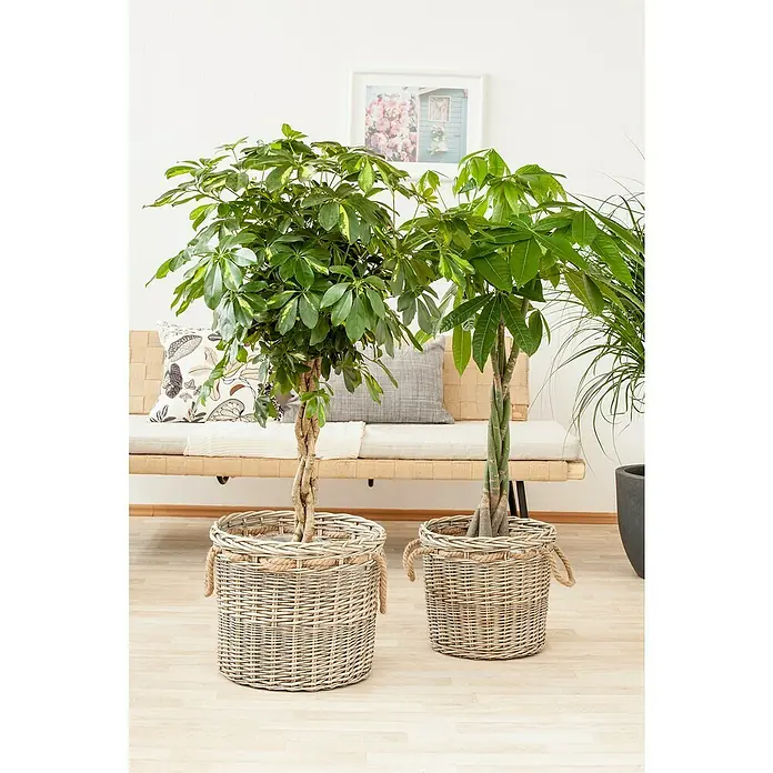 Piardino Pachira en tronco - Pachira aquatica, Tamaño de maceta: 21 cm - Dos plantas de árbol del dinero trenzadas en cestas trenzadas a juego. Una planta de interior elegante y fácil de cuidar, perfecta para cualquier habitación.