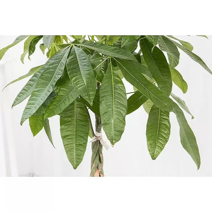 Piardino Glückskastanie - Stamm geflochtenPachira aquatica, Topfgröße: 21 cm
