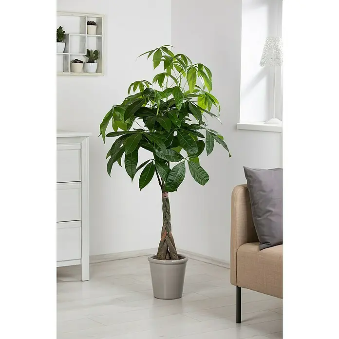 Piardino Pachira - Pachira aquatica, Tamaño de maceta: 27 cm - Toma interior de un árbol de dinero en una maceta gris, sobre un piso de madera clara, que resalta el color verde de la planta.