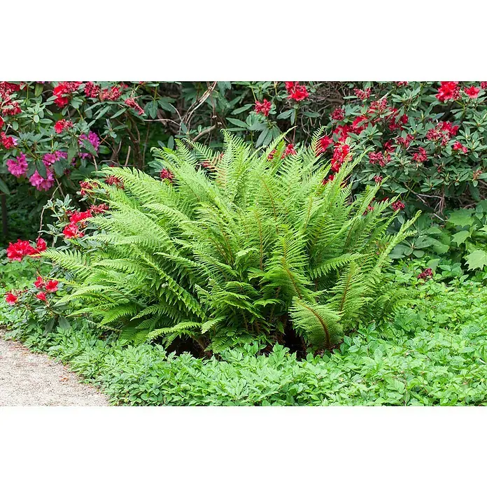 Piardino Farn - Gartenfarne winterhart, Topfgröße: 15 cm - Üppiger grüner Farn im Gartenbeet, umgeben von blühenden Rhododendren und niedrigem Bodendecker, der eine natürliche und friedliche Atmosphäre schafft.