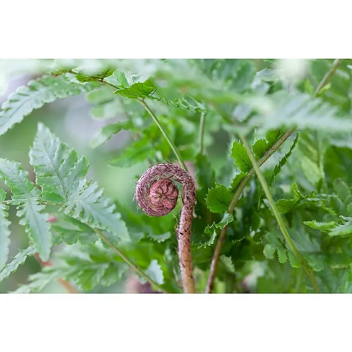 Piardino Farn - Gartenfarne winterhart, Topfgröße: 15 cm - Nahaufnahme eines jungen, eingerollten Farnwedels, umgeben von üppigem Grün, der die Frische und das neue Wachstum in der Natur symbolisiert.
