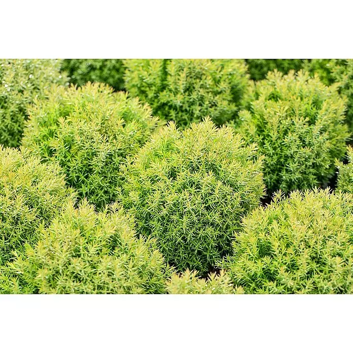 Piardino Zwerg-Lebensbaum - Thuja occidentalis Teddy, Topfgröße: 13 cm - Nahaufnahme von dichtem, leuchtend grünem Laub mit gelblichen Spitzen, das mehrere kleine, buschige Immergrünpflanzen zeigt.