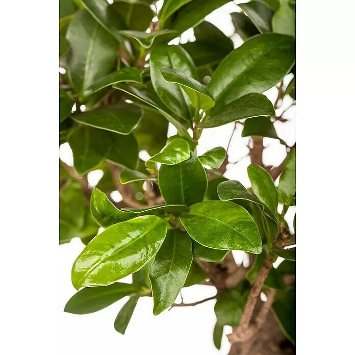 Piardino Chinesische FeigeFicus microcarpa 'Ginseng', Topfgröße: 36 cm Detail Shot