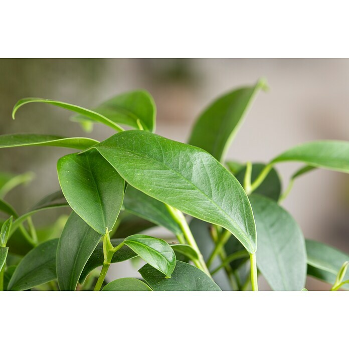 Piardino Chinesische Feige (Ficus microcarpa 'Ginseng', Topfgröße: 36 cm) | BAUHAUS