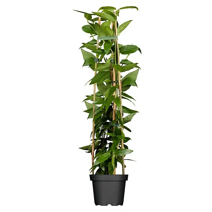 Piardino Immergrünes Geißblatt - Lonicera henryi in Sorten, Topfgröße: 17 cm - Eine Topfpflanze mit grünen Blättern, die an einem Bambusstab hochgebunden ist. Die Pflanze steht in einem schlichten, schwarzen Topf.
