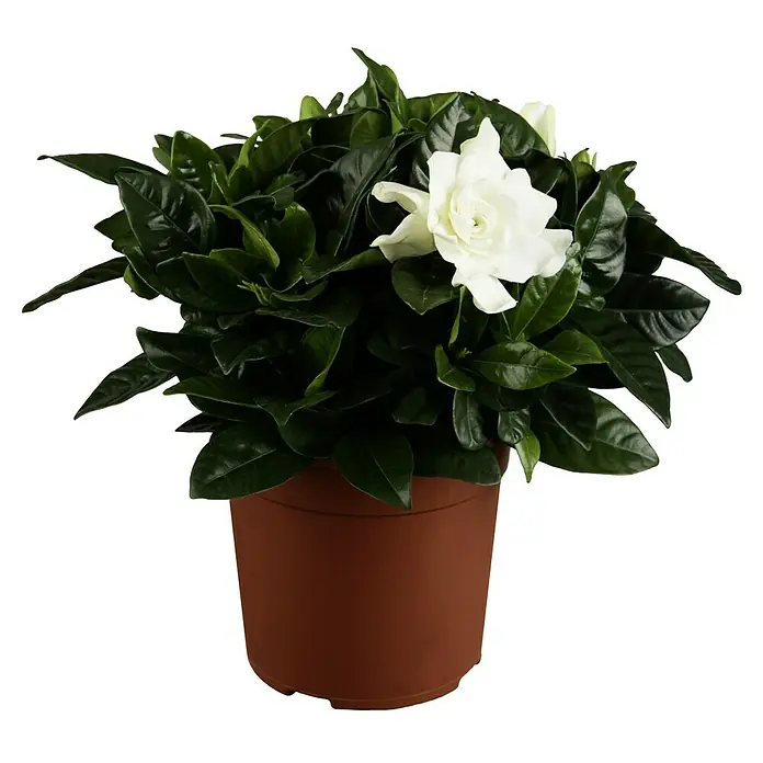 Piardino Gardenia - Gardenia jasminoides, Tamaño de maceta: 17 cm, Blanco - Hermosa planta de gardenia en una maceta marrón, con exuberantes hojas verdes y una flor blanca brillante. Una elegante planta de interior.