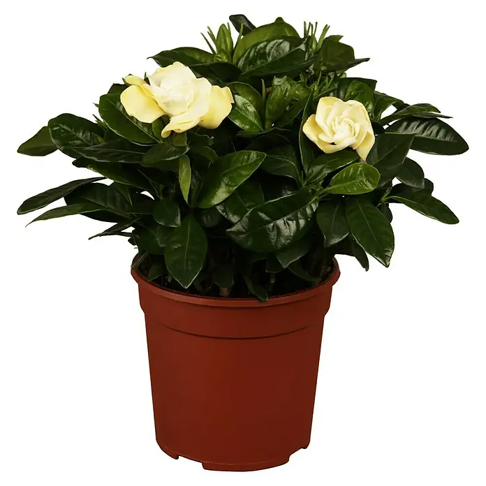 Piardino Gardenia - Gardenia jasminoides, Tamaño de maceta: 17 cm, Blanco - Una planta de gardenia en maceta con flores blanco amarillentas y hojas verdes, sobre un fondo negro en una maceta de terracota.