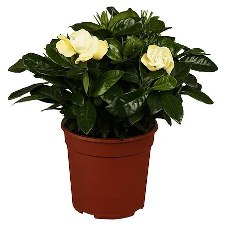 Piardino  Gardenia