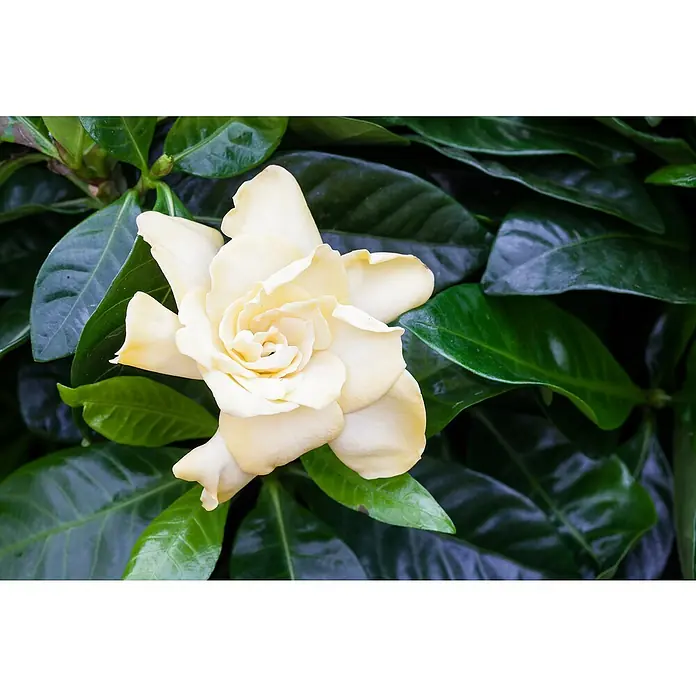 Piardino Gardenia - Gardenia jasminoides, Tamaño de maceta: 17 cm, Blanco - Primer plano de una gardenia color marfil con pétalos en espiral en medio de hojas verdes oscuras brillantes.