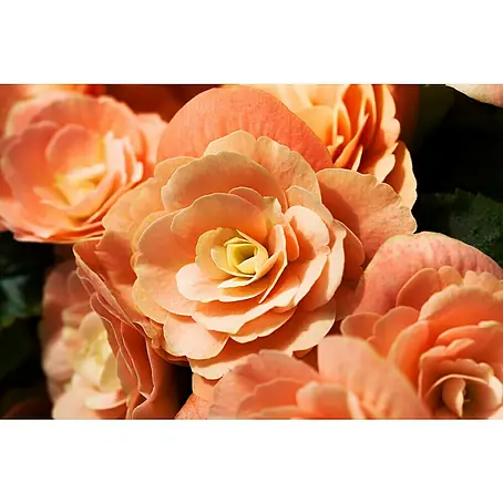 Begonia elatior
