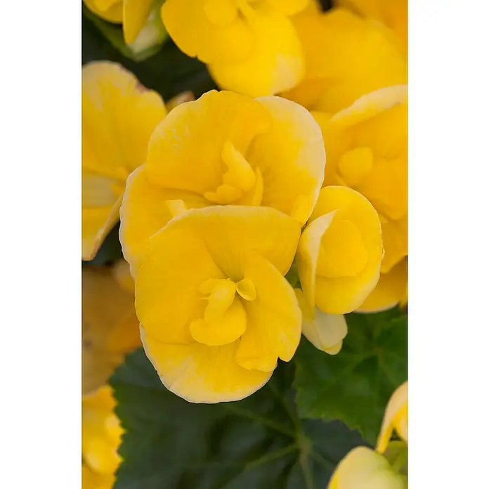 Begonia elatior - Begonia elatior 'Valentino White', Tamaño de maceta: 13 cm, En función de la variedad - Primer plano de flores de begonia amarillas que muestran su vibrante color y pétalos delicados.