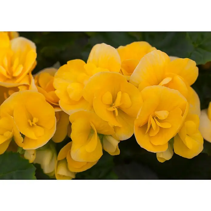 Begonia elatior - Begonia elatior 'Valentino White', Tamaño de maceta: 13 cm, En función de la variedad - Primer plano de un grupo de vibrantes flores de begonia amarilla, que muestran sus delicados pétalos en plena floración y evocan una sensación de calidez y alegría.