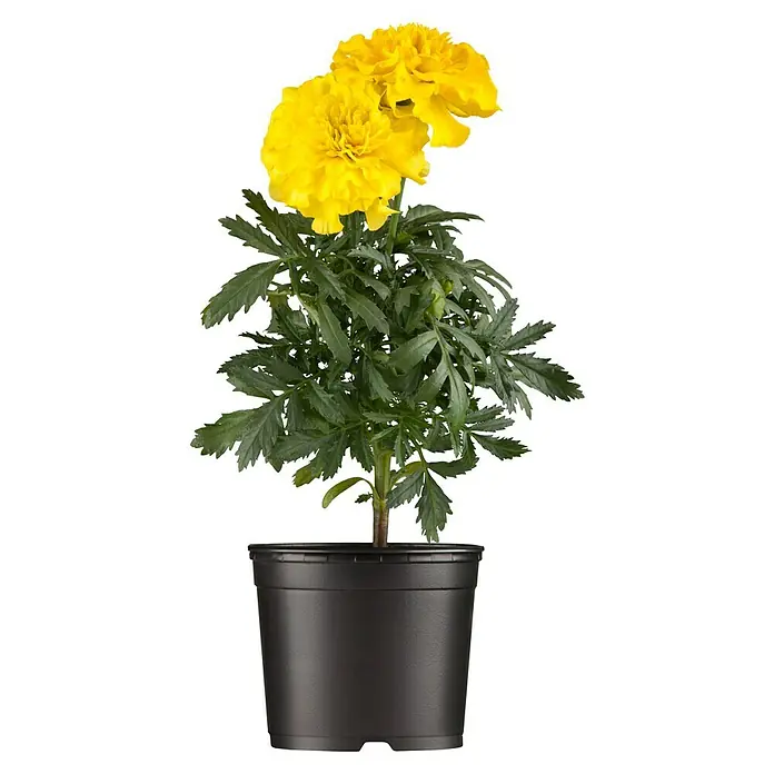 Piardino Tagetes limón - Tagetes, Tamaño de maceta: 11 cm - Una maceta con una caléndula vertical que aporta un toque de color al hogar con sus flores amarillas.