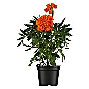 Piardino Studentenblume (Tagetes patula, Topfgröße: 11 cm, Sortenabhängig) | BAUHAUS