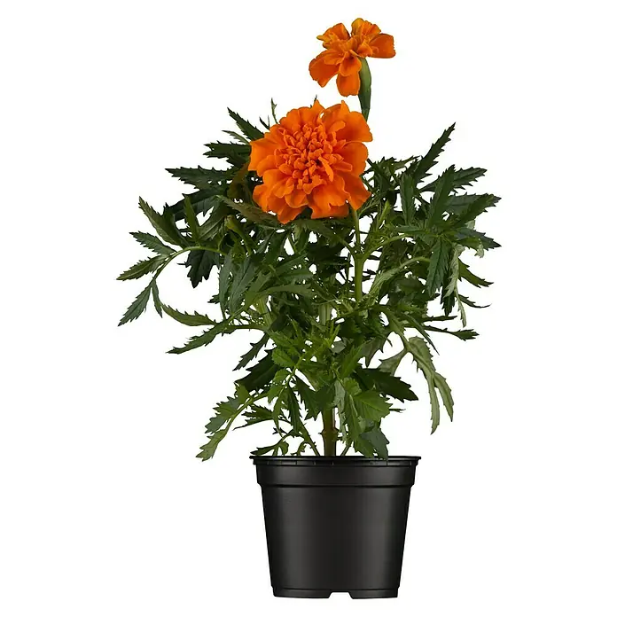 Piardino Studentenblume - Tagetes patula, Topfgröße: 11 cm, Sortenabhängig - Eine Topf-Tagetes-Pflanze mit orangefarbenen Blüten und grünen Blättern, die in einem schwarzen Plastiktopf kultiviert wird. Ideal für Garten und Balkon.