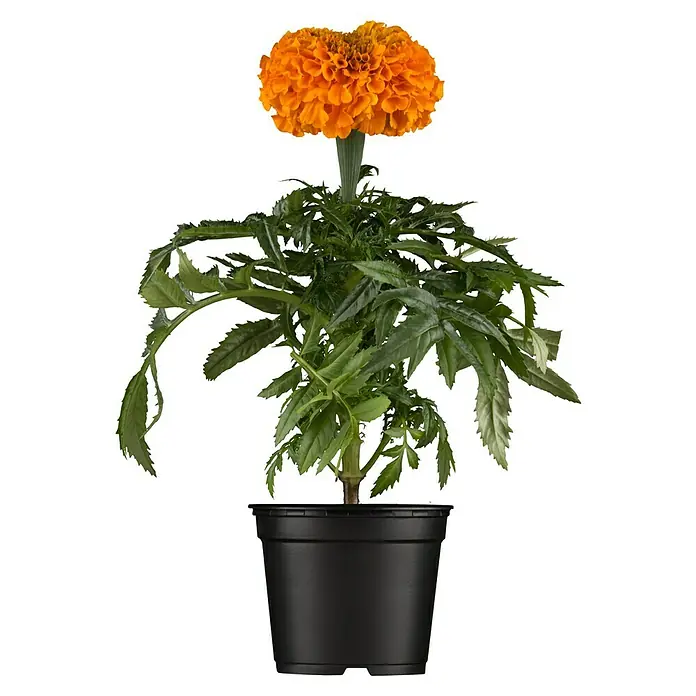 Piardino Tagetes limón - Tagetes, Tamaño de maceta: 11 cm - Caléndula en maceta con flores de color naranja vibrante y un follaje verde exuberante, ideal para jardines y balcones.