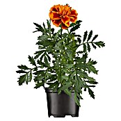 Piardino Studentenblume (Tagetes patula, Topfgröße: 11 cm, Sortenabhängig) | BAUHAUS