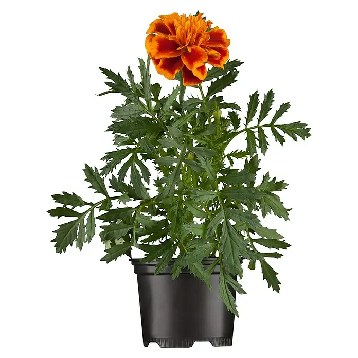 Piardino Studentenblume - Tagetes patula, Topfgröße: 11 cm, Sortenabhängig - Nahaufnahme einer Topf-Ringelblume mit leuchtend orangefarbenen Blüten und üppig grünen Blättern, die einen schönen Farbakzent setzt.