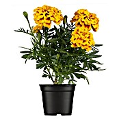 Piardino Studentenblume (Tagetes patula, Topfgröße: 11 cm, Sortenabhängig) | BAUHAUS