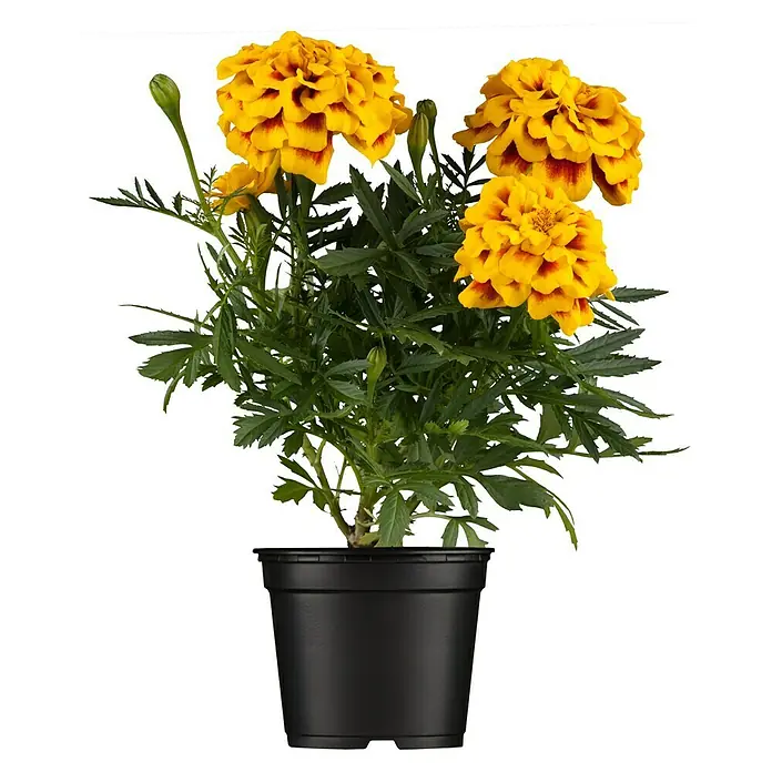Piardino Studentenblume - Tagetes patula, Topfgröße: 11 cm, Sortenabhängig - Die Tagetes in einem Topf mit lebendigen gelben Blüten und grünen Blättern ist eine Bereicherung für jeden Raum.