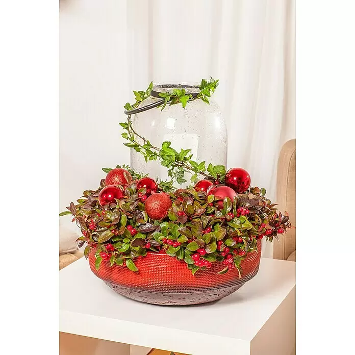 Piardino Rote Teppichbeere - Gaultheria procumbens, Topfgröße: 11 cm, Hellrosa - Stimmungsaufnahme