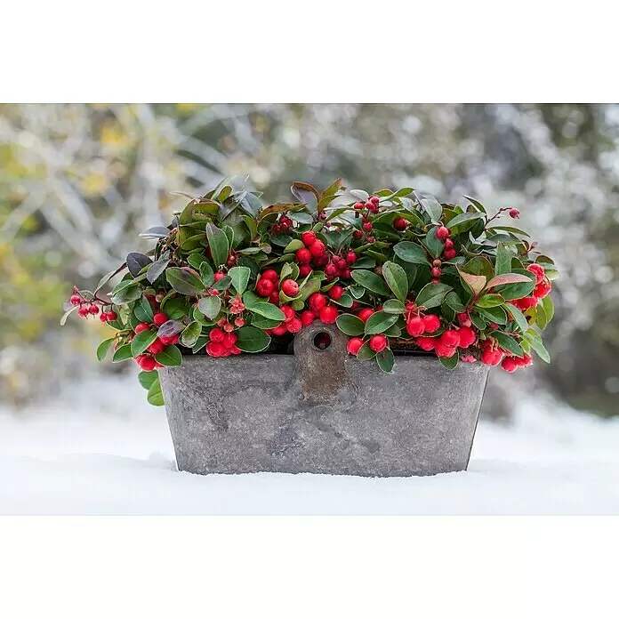 Piardino Rote Teppichbeere - Gaultheria procumbens, Topfgröße: 23 cm - Stimmungsaufnahme