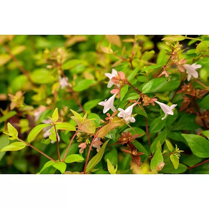 Piardino Großblütige Abelie - Abelia grandiflora in verschiedenen Sorten - Detailaufnahme