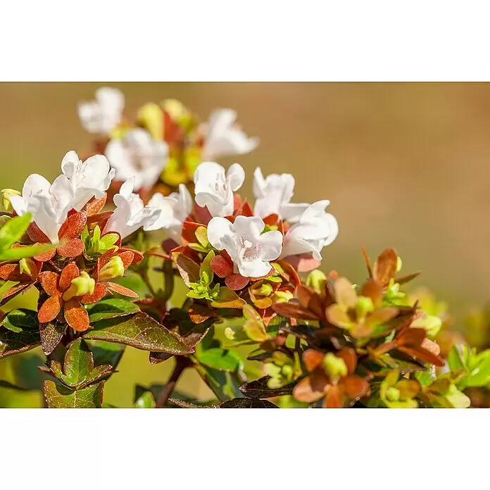 Piardino Großblütige Abelie - Abelia grandiflora in verschiedenen Sorten - Detailaufnahme