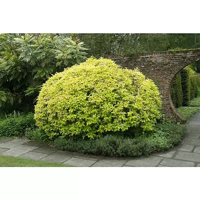 Piardino Großblütige Abelie - Abelia grandiflora in verschiedenen Sorten - Detailaufnahme