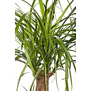 Piardino Elefantenfuß (Beaucarnea recurvata, Topfgröße: 45 cm)