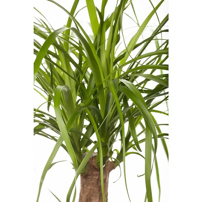 Piardino Elefantenfuß - Beaucarnea recurvata, Topfgröße: 45 cm - Nahaufnahme einer Zimmerpflanze, Fokus auf dem gewundenen Stamm und den langen, grünen Blättern, die ein natürliches und frisches Aussehen verleihen.