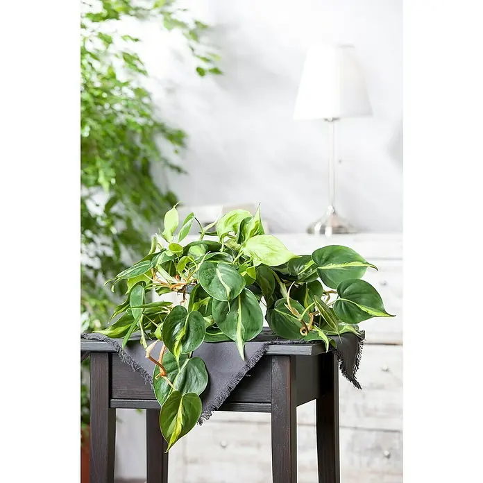 Piardino Poto - Epipremnum aureum, Tamaño de maceta: 24 cm - El filodendro sobre una mesa oscura con un paño gris muestra la belleza de la planta de interior, creando un ambiente acogedor.