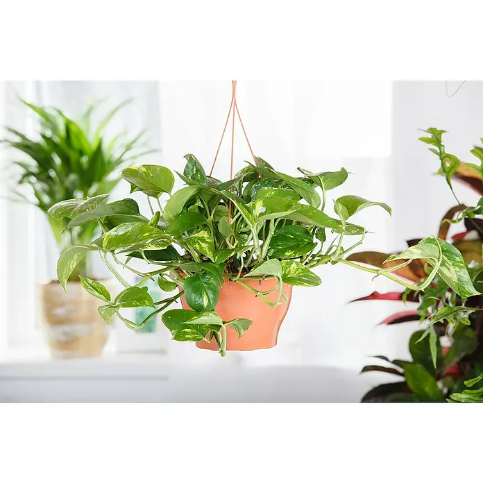 Piardino Poto - Epipremnum aureum, Tamaño de maceta: 21 cm - La imagen muestra una planta de interior en una maceta colgante naranja, rodeada de otras plantas. La planta tiene hojas verdes con manchas amarillas.