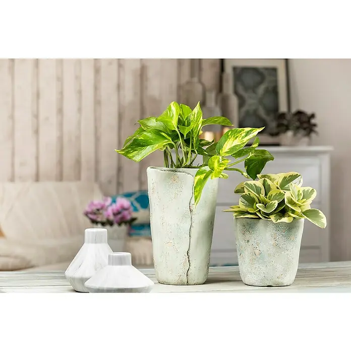 Piardino Poto - Epipremnum aureum, Tamaño de maceta: 21 cm - Primer plano de dos plantas de interior en macetas decorativas sobre una mesa, creando un ambiente sereno y natural.
