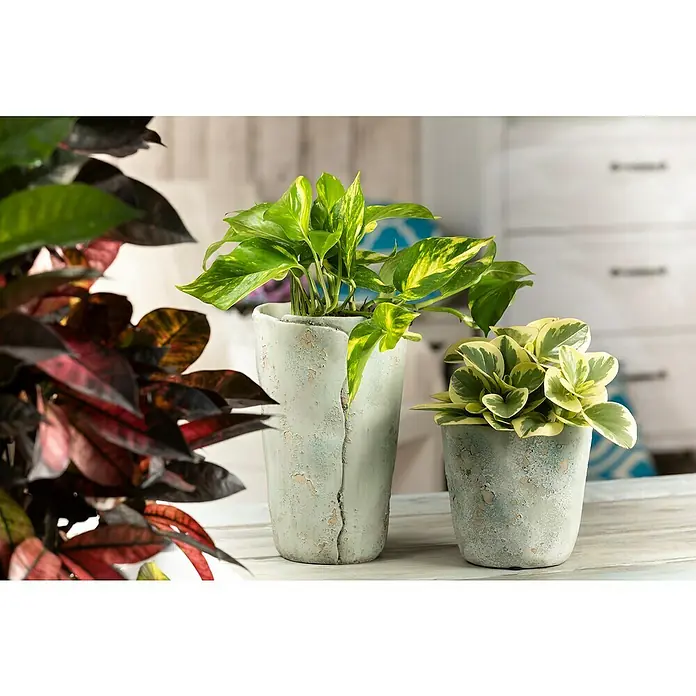 Piardino Poto - Epipremnum aureum, Tamaño de maceta: 21 cm - Plantas de interior en macetas con texturas únicas añaden un toque orgánico y elegante a la habitación.