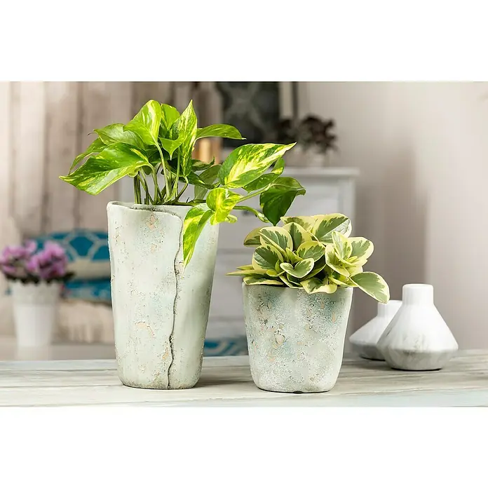 Piardino Poto - Epipremnum aureum, Tamaño de maceta: 21 cm - Dos plantas en macetas decorativas, resaltando el verdor natural y el diseño artístico de los recipientes.