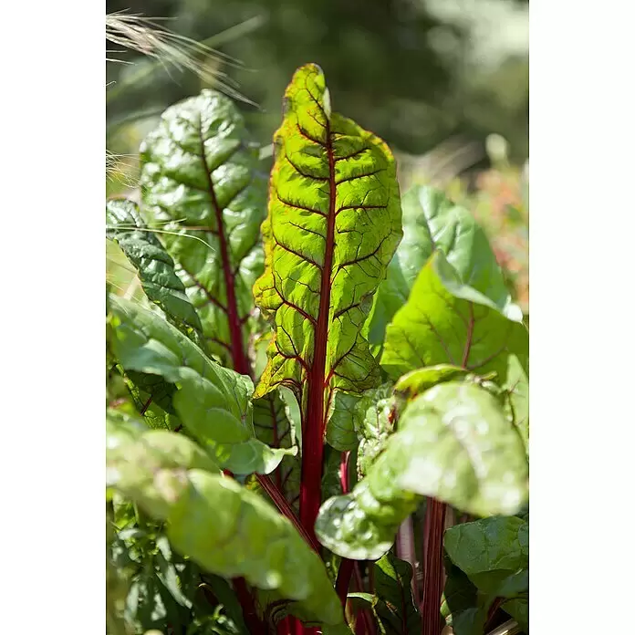 Blu Mangold Bio - Beta vulgaris subsp. vulgaris, Topfgröße: 12 cm - Detailaufnahme