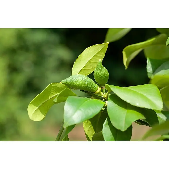 Piardino Árbol frutal Naranjo - Citrus x sinensis - Primer plano de dos limones verdes inmaduros que crecen en una rama entre exuberantes hojas verdes.