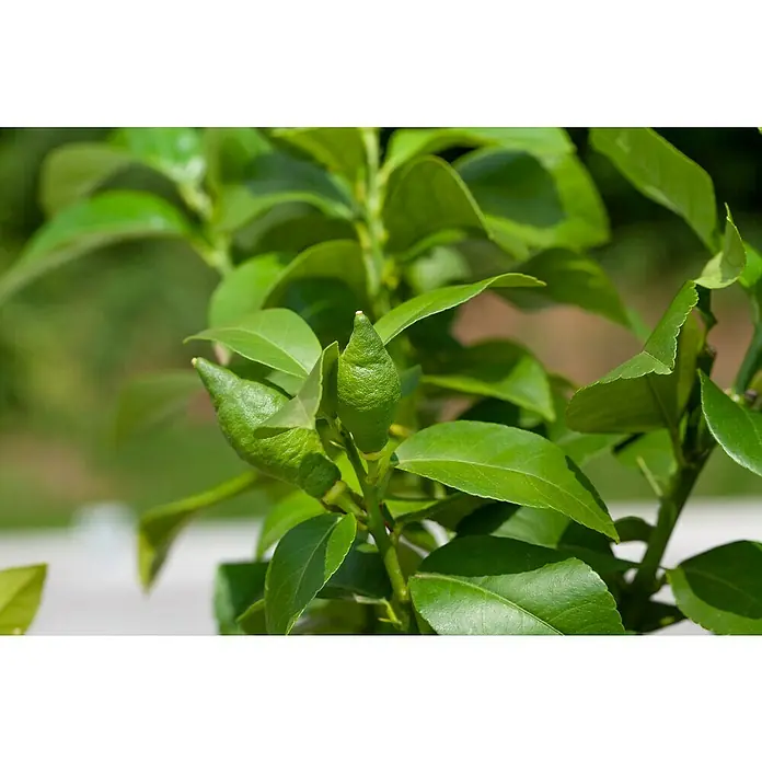 Piardino Árbol frutal Naranjo - Citrus x sinensis - Primer plano de un limonero joven con pequeños limones verdes creciendo entre las hojas.